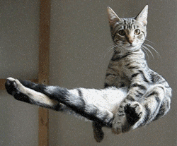 1265713754_floating_cat.gif