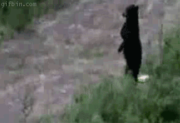 1265829803_bear-upright.gif