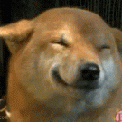 Happy dog is happy