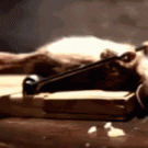 Mouse benchpressing trap