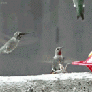 Mantis attacks hummingbird
