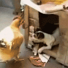 Puppy vs chicken