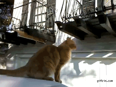 1297188169_cat-makes-huge-jump-to-balcony.gif