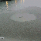 Shark swimming among small fish