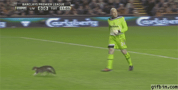 http://www.gifbin.com/bin/022012/1331230973_cat_pitch_invader.gif