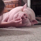 Playing with pig's lip