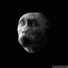 Ape to human evolution