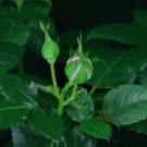 Time-lapse rose blooming