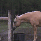 Aliens in the woods - guy running from cow