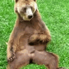 Bear playing with himself