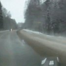 Moose gets hit by a car