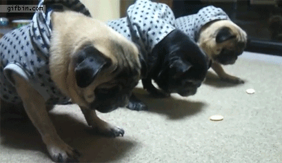 pugs gif trained pugs eat treats on command best gifs updated daily pugs gif trained pugs eat treats on command best gifs updated daily