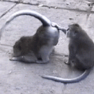 Monkey backside grooming