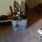 Running Corgi suddenly stops on the floor