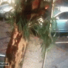 Car drives away just before being hit by falling tree