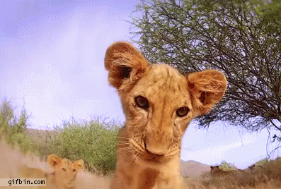 1391975391_lion_cub_roars_at_camera.gif