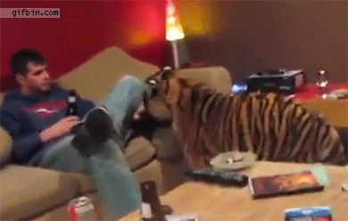 1392659490_tiger_gets_on_the_couch_and_c