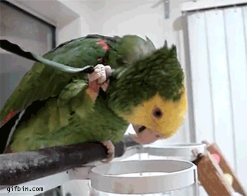 1393532922_parrot_uses_own_feather_to_scratch_itself.gif