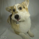 Corgi catches treat in slow-motion