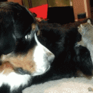 Squirrel tries to hide nut in dog