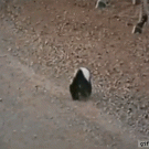 Honey badger protects baby from zebras