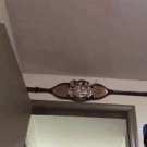 Sugar glider jumps on camera