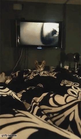 1424281216_cat_huge_jump_on_bed.gif