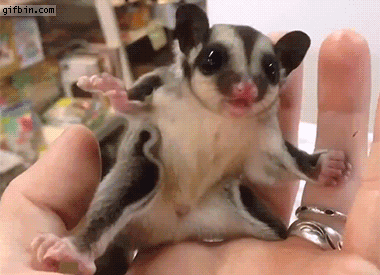 1424685755_baby_sugarglider_is_scared.gi