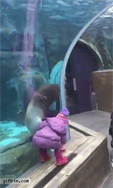 1424796707_sea_lion_wants_to_play_ferch_with_little_girl.gif
