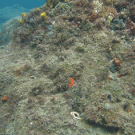 Amazing octopus camouflage