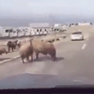 Ram accidentally hits passing car