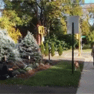 Dog gets scared of cat lawn decoration