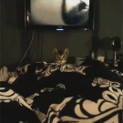 Cat huge jump on bed