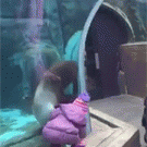 Sea lion wants to play ferch with little girl
