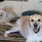 Labrador slaps small dog in the face with its wagging tail
