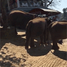 Elephant head spin