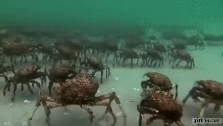 http://www.gifbin.com/bin/022016/crabs-in-wavy-water.gif