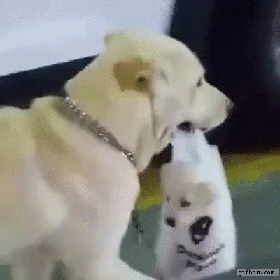 carrying puppy carrying puppy in a bag best gifs updated daily carrying puppy carrying puppy in a bag best gifs updated daily