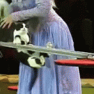 Cat acrobatics