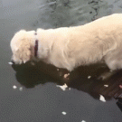 Golden Retriever catches fish using bait