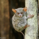 Tarsier saying Ho Ho Ho