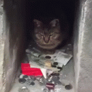 Cat protects its money