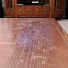 Little dog gets robbed of chip