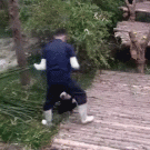 Panda won't let go of zookeper's leg