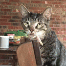 Praying mantis fights cat