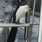 Bird balancing on boat