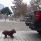 Dog jumps in back of pick-up truck