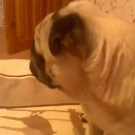 Dramatic pug