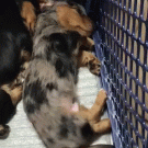 Puppy conforts dreaming brother