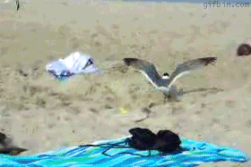 1267472908_catching_a_seagull_at_the_beach.gif